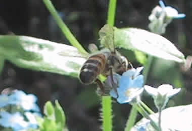 File:Bee garden.jpg