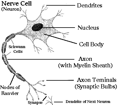 File:Nervecell.gif