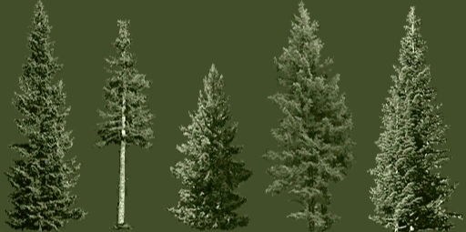 File:CE HaloPines.png