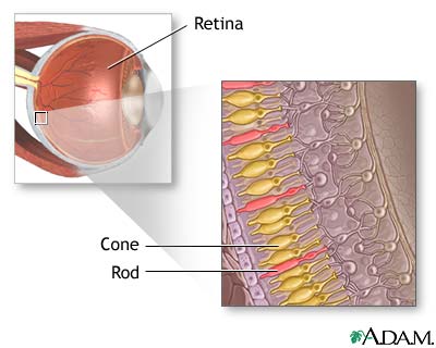 File:Retina section.jpg