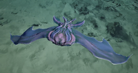 A dorsal view of a lumenon.