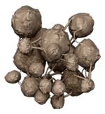 Untextured render of the Flood spore model developed by Blur for Halo 2: Anniversary's cutscenes.
