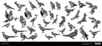 HINF BirdConcepts.jpg