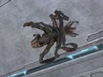 Stalker Forms can crawl along the walls like a spider when needed.
