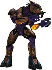 Sangheili - Species - Halopedia, the Halo wiki