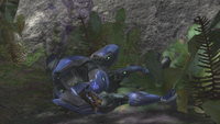 The dying Sangheili Minor who notifies the Arbiter of the Jiralhanae.