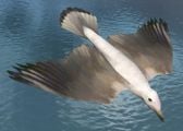 H3-SeagullBird-01.jpg