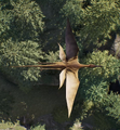 A top-down view of the quadwing species found on Installation 04.