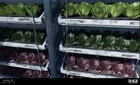 Image of Lettuces in Halo Infinite.