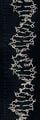Halseys Archive DNA.jpg