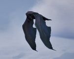 A lumenon in flight, showcasing the size of its wings relative to its body.