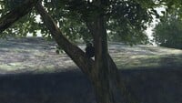 The "First Caveman" seen in the canopy