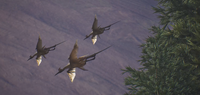 A flock of quadwings fly out of the trees on Installation 04.