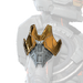 Icon of the "Velocity Augmentor" Right shoulder