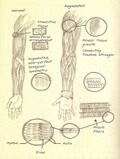 SPARTAN-II augmentation procedures