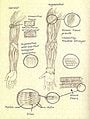 An illustration detailing the muscular augmentations performed on a Spartan-II's arm