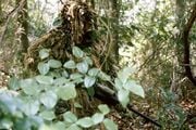 A US Marine Sniper from the 21st Century dons a ghillie suit, which is used to camouflage into the forest.