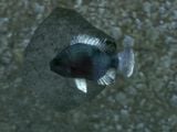 A fish on a Halo installation in Halo: Reach.