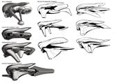 Initial concept sketches for the Elsedda-pattern Banshee.