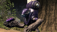 An Unggoy Assault in a purple harness and armed with a needler.