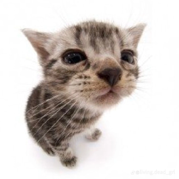 File:USER Mhrtxn The Dog Cat.webp