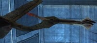This image provides a good look at a quadwing's head.[14]