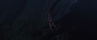 An individual Lekgolo worm in Halo: Nightfall.