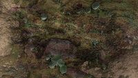 Grass, moss, lichens, and fungi on Erebus VII