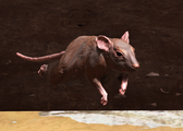 HINF Rat.png