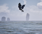 A lumenon at the peak of its dive into the sea.