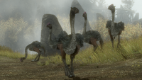 A group of moa on the settlement's outskirts.