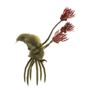 Pod infector - Species - Halopedia, the Halo wiki