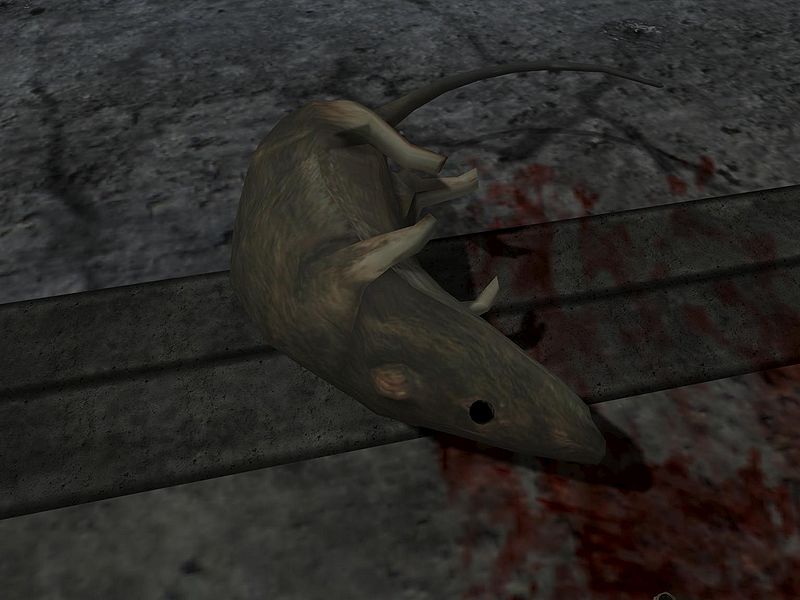 File:Dead Rat.jpg