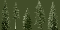 A bitmap of the pine trees found around the edges of the Combat Evolved level Halo.