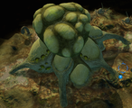 A mid-sized Proto-Gravemind on the surface of the Etran Haborage .